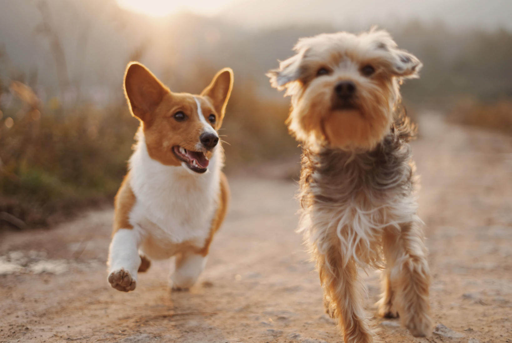 More than half of US dog owners expressed concern about pet vaccines